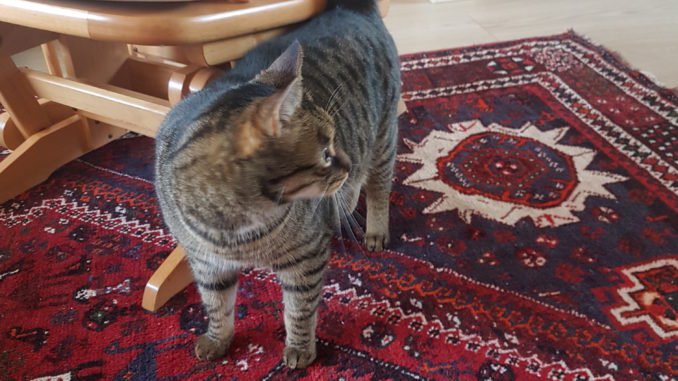 keto kat gewichtsplateau keto kat gewichtsplateau