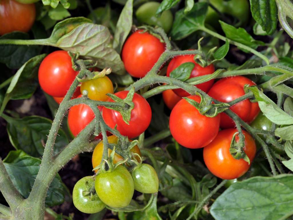 Isaac Pijler hop Gezond & Slank met Keto Recepten - Keto moestuin - April: tomaten zaaien